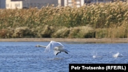 Казакстан, Талдыкөлдөгү ак куу. 2021-жыл 