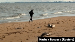 Hazar deňziniň ýakasyndaky ýurtlaryň kenarlarynda öli düwlenler soňky birnäçe ýyl bäri ýygy-ýygydan tapylýar. 