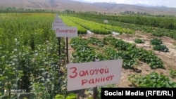 Сүрөттө Алибек Алышпаевдин көчөтканасы. 