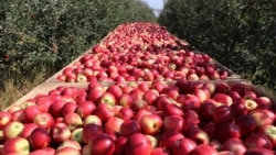 Фермерлер 1 миллиард долларга мөмө сатууну кыялданат 