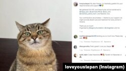 Зібрані кошти кіт Степан передасть трьом благодійним організаціям та двом зоопаркам