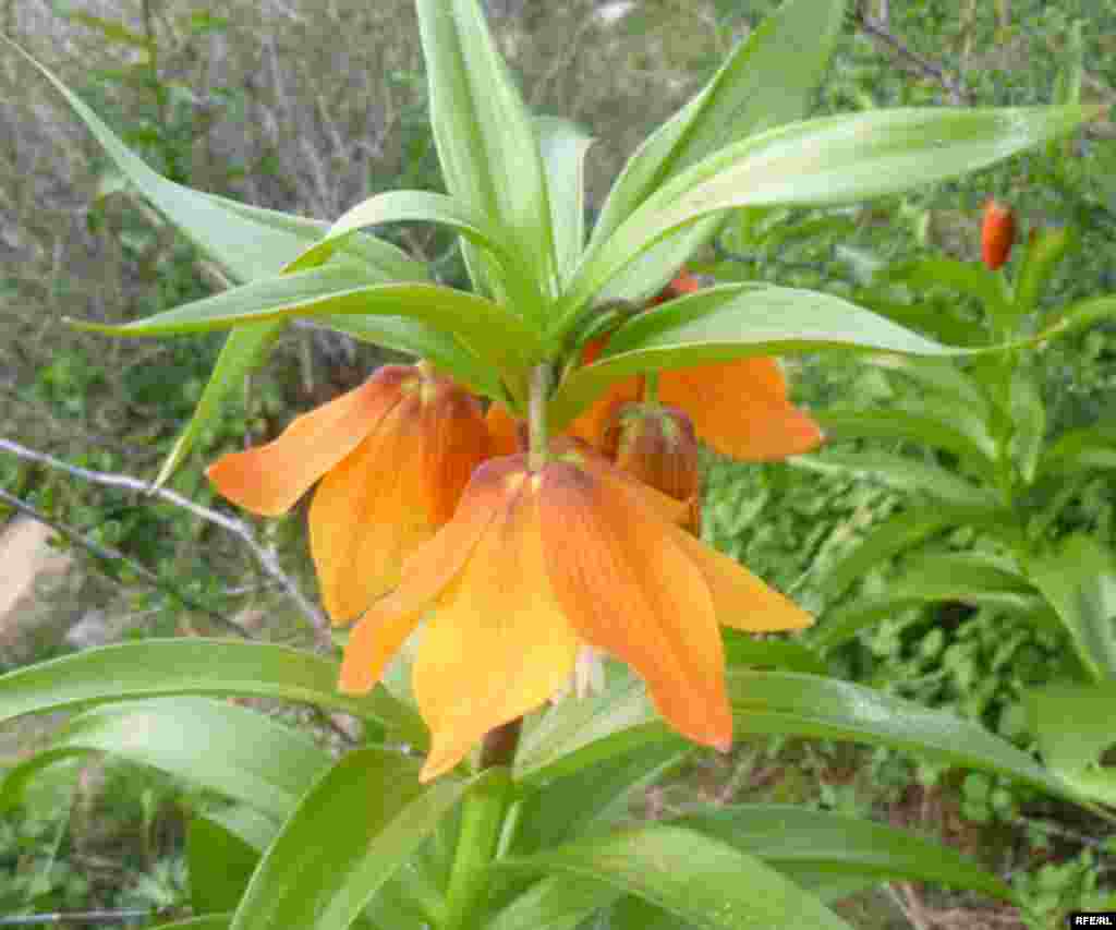 Баткенде Айгүл гүлдөдү #13