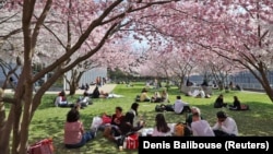 Швейцариянең Лозанна шәһәре, Монрепо паркында сакура чәчәк аткан чак