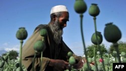 Ооган талаасындагы апийим