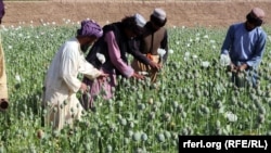 تصویر آرشیف از یک مزرعه کوکنار در این گزارش جنبهٔ تزئینی دارد