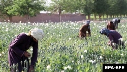 کشت کوکنار در ولایت کندهار، عکس از آرشیف