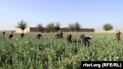 تصویر آرشیف: کشتزار کوکنار 