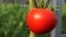 Помидор