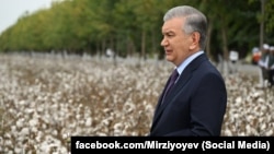 Шавкат Мирзиёев Намангандаги пахта даласида. 16 сентябрь, 2025 йил. 