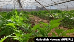 عکس: یکی از گلخانه های ولایت فراه