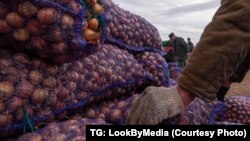 Цыбуля. Ілюстрацыйнае фота