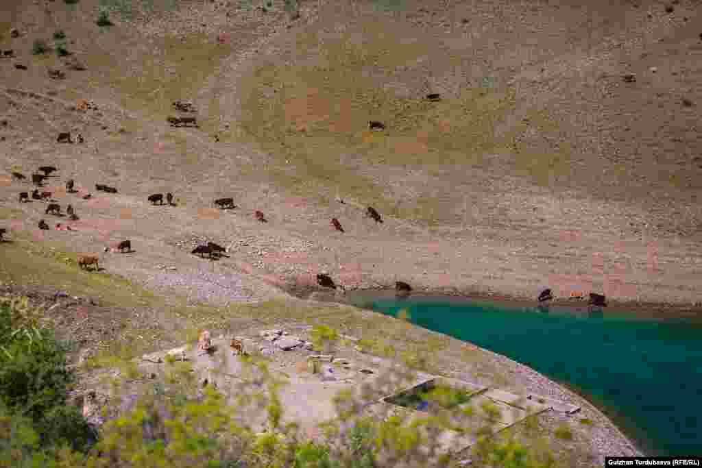 Жакадагы мал.
