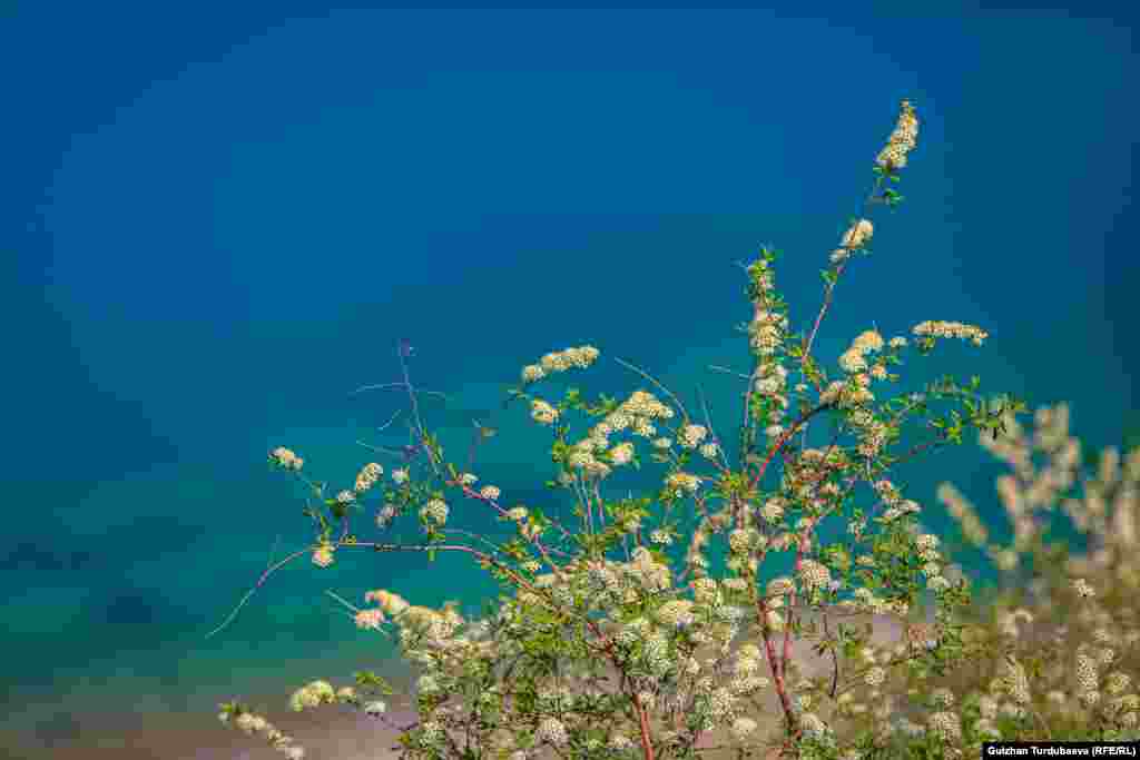 Жайкысын суу сактагычтын кээ бир жери кочкул көк, кай бир жери ачык жашыл болуп кубулат.&nbsp;