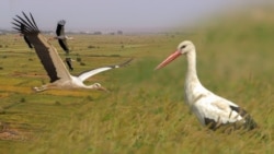 Баткенге илегилек кайтып келди
