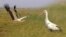 Batken - Kyrgyzstan - stork - september 2022