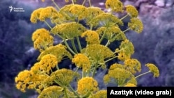 Ферула вонючая.