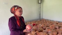 Хатлонские фермеры рады обильному урожая граната 