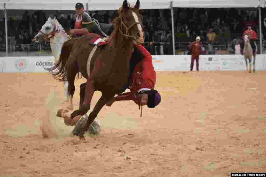 Белгилүү көкбөрүчү Манас Ниязов мелдеш учурунда.