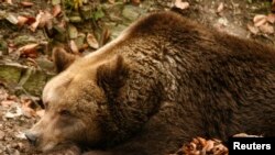 Ведмеді зазвичай впадають у сплячку за кілька тижнів до холодів. Однак потрібно, щоб температура щонайменше десять днів падала до мінус 10 градусів