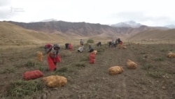 Ат-Башыда "Элитанын" түшүмү мол, баасы арзан 