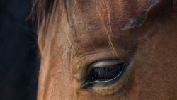 Ресей соғыста жылқы мен есек пайдаланып жатыр