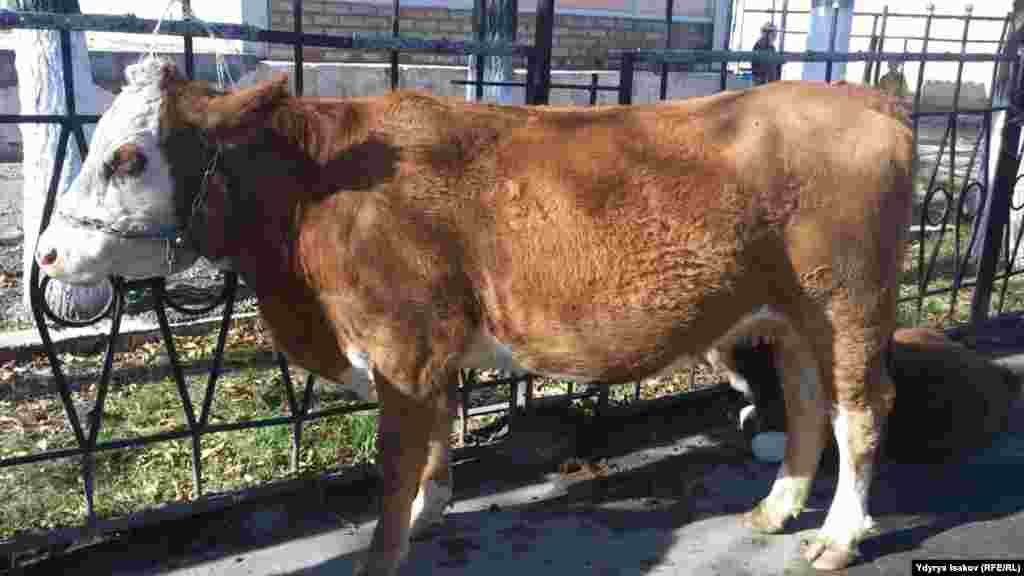 Жармаңкеге бир жарым тоннага чейин эт берүүчү асыл тукум уйлар да алынып келген.&nbsp;