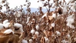 Нороҳатии кишоварзони тоҷик аз кишти иҷбории пахта