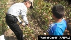 Пахта режаси бажарилганига қарамай, баъзи вилоятларда болалар пахта теришга мажбурланишда давом этмоқда.