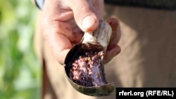 تصویر آرشیف: شیرهٔ تریاک 