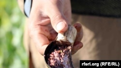 گزارشهای مبنی بر برداشت حاصلات تریاک از کشتزار های افغانستان و قاچاق آن به کشور های ایران و پاکستان نیز در این اواخر منتشر شده است.