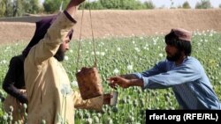 تصویر آرشیف: حاصل برداری از کشتزار های کوکنار در افغانستان 