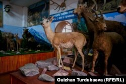 Аркар менен жейрендин кеби. Жейрен Кыргызстандагы жок болуп бара жаткан жаныбар.