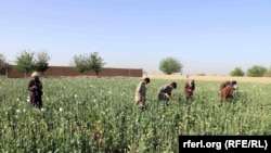 تصویر آرشیف: یکی از کشتزار های کوکنار در افغانستان 