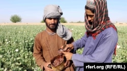 تصویر آرشیف: برداشت حاصلات کوکنار در یکی از مزارع جنوب افغانستان 