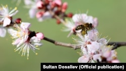 Чүй өрөөнү.