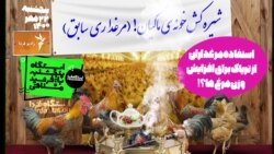 ایستگاه فردا: نئشگی با مرغ (۲)