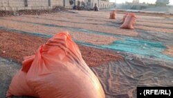 برای ده ها زن در فراه زمینۀ کار فراهم شده است