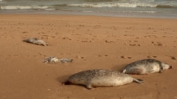 Diňle: Hazaryň türkmen kenarynda düwlenler ýene köpçülikleýin gyrylýar