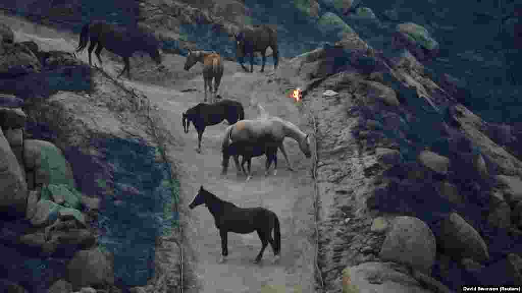 Калифорниядә янгын вакытында Фэрвью авылы янында атлар сыену урыны эзли.&nbsp;2022 елның 5 сентябре (Reuters / David Swanson)