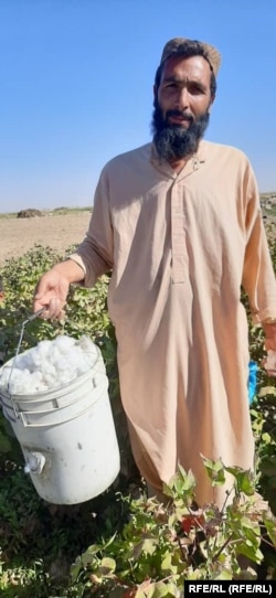 دهفانان در برخی از ولایات دیگر از جمله در فراه نیز به عوض کوکنار پنبه کشت کرده اند