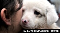 Татуировка, чип или специальная бирка на ухе собаки или кошки – выбирать, как будут идентифицировать питомцев жителей столицы в Агентстве мониторинга животных, могут сами хозяева