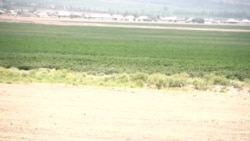 Дангара: поливные земли под второй урожай стоят незасеянными