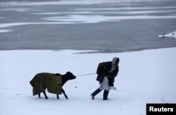بخش اعظم مواشی در نتیجه سردی هوا در حالی تلف شده اند که مالداران برای نگهداری از گله های مواشی خود محلات مناسب ندارند