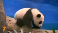 Тайвань – панда