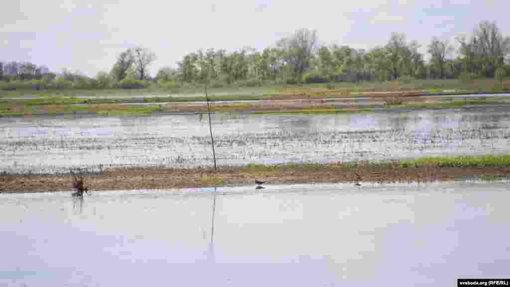 Так выглядае Тураўскі луг увесну. На&nbsp;500 гектараў птушкі зьлятаюцца дзясяткамі тысяч. У&nbsp;2014 годзе тут налічылі 200 тысяч птушак
