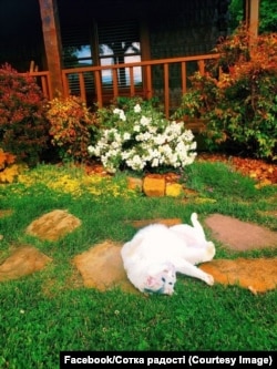 Весна розпочалась, як завжди: хтось поспішив горох повтикать, салат висіять, а в когось, як кажуть, – ще й кіт не валявся. Але в цьому дворі, що буяє квітом, кіт повалявся напевно…