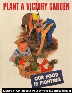 З настанням Другої світової війни про «грядку перемоги» нагадали нові варіації, подібні ось цьому постеру. Автор Robert Gwatmey