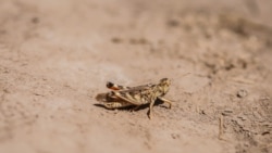 Diňle: Çekirtge howpy, zyýankeşler daýhanlary 'ünjä goýýar'
