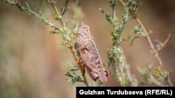 Италия чегирткеси.