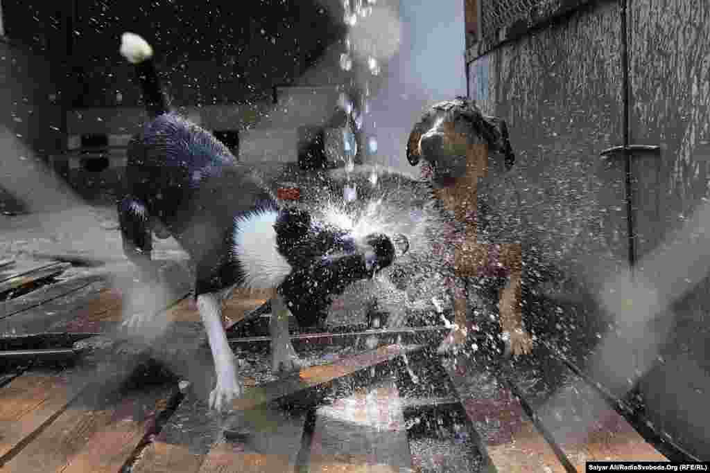 Ці двоє собак просто обожнюють холодний душ